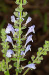 Heartleaf skullcap